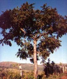 copac